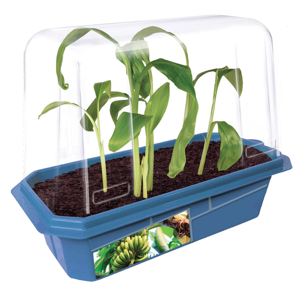 Banana Sprouter